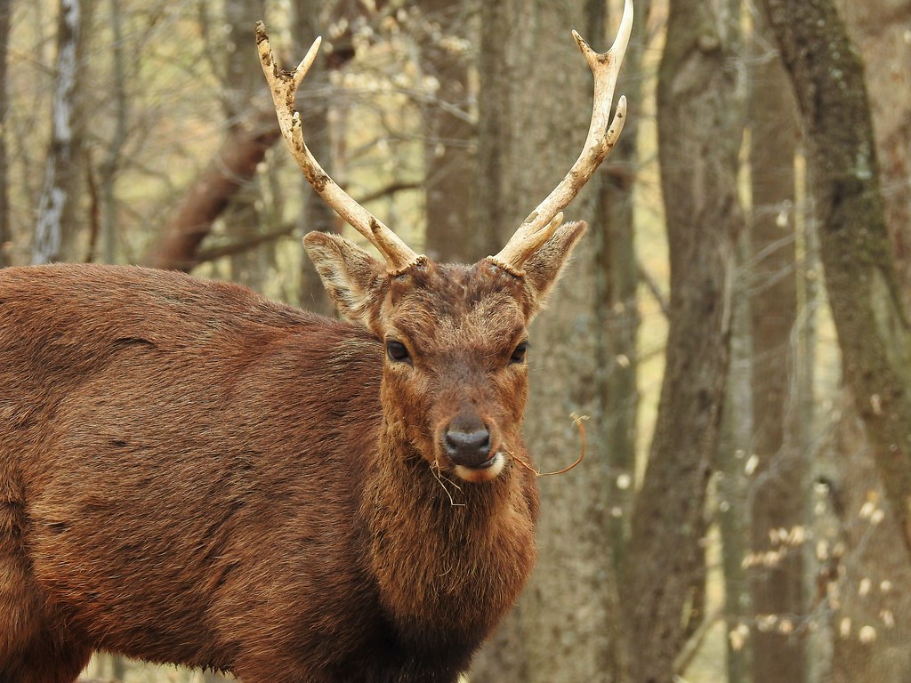 Maryland Reports Strong 2022 Early Deer Season Results The