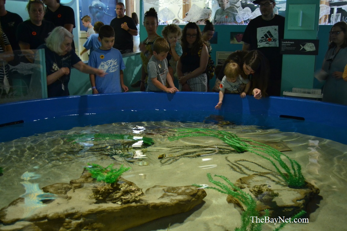 ‘Sharkfest’ Surfaces At Calvert Marine Museum The