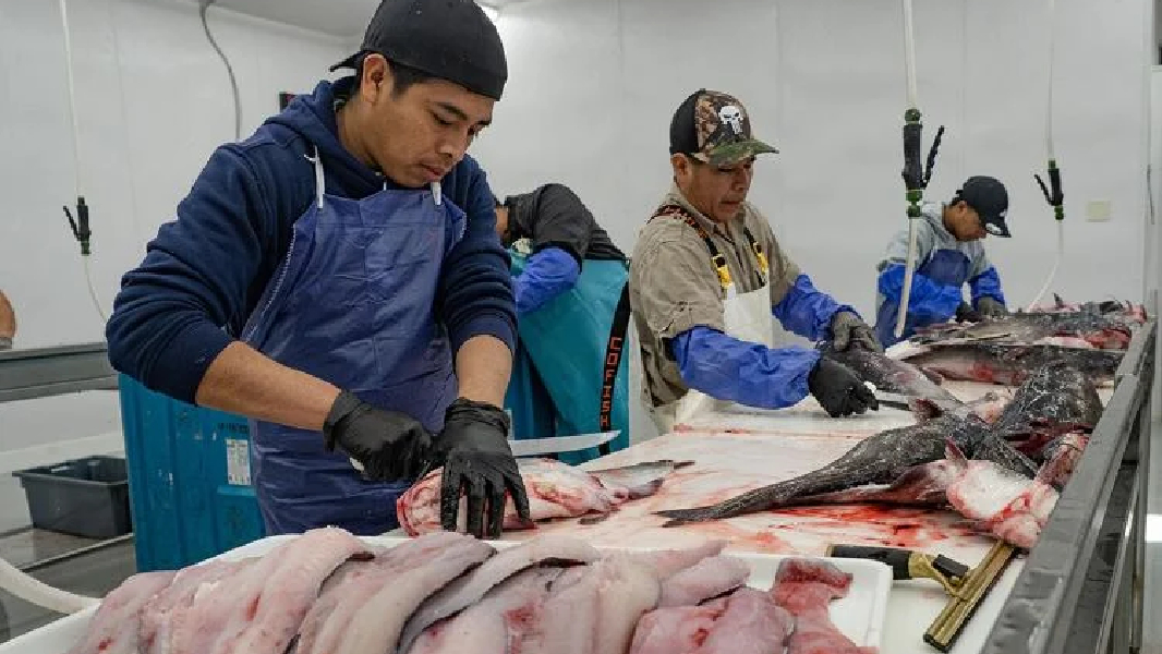 Promoting Blue Catfish As Pet Food Gains Federal Support, Despite Pushback