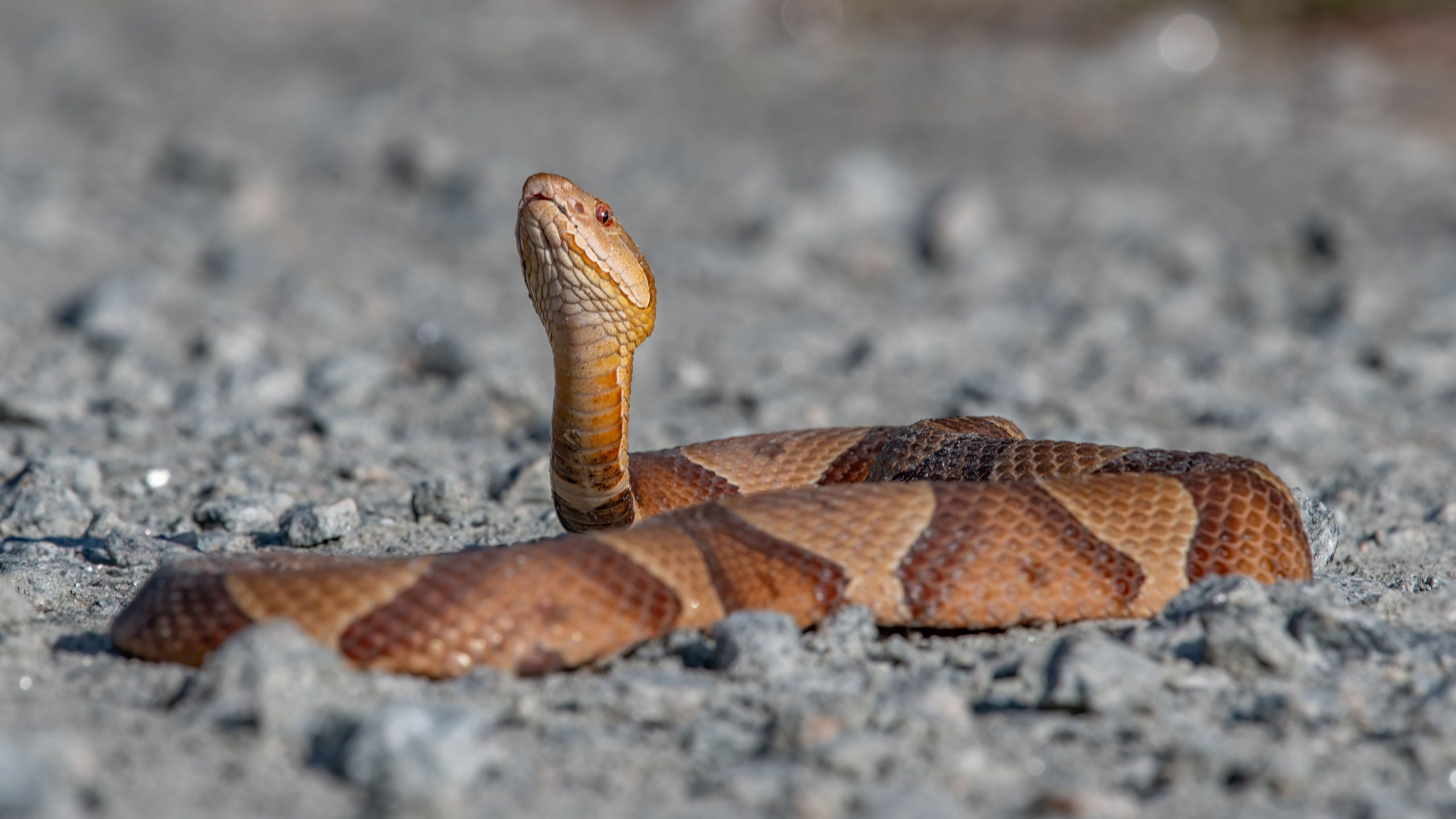 The Snakes Are Back In Town: Here’s What You Need To Know About Maryland’s Copperheads And More