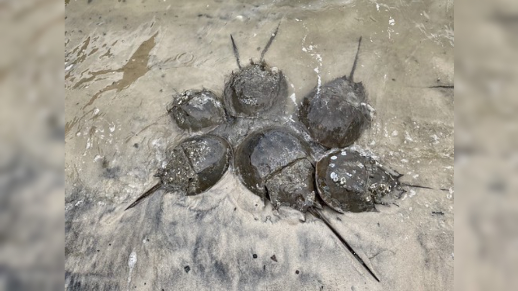 Horseshoe Crab Migration Returns Along Maryland Coastlines, A 350-Million-Year-Old Tradition
