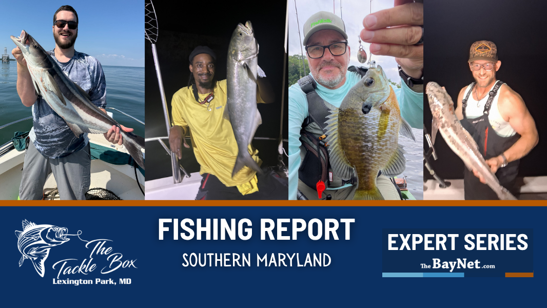 Weekly Southern Maryland Fishing Report: Heat Wave Slows Rockfish, Cobia Bite Heats Up