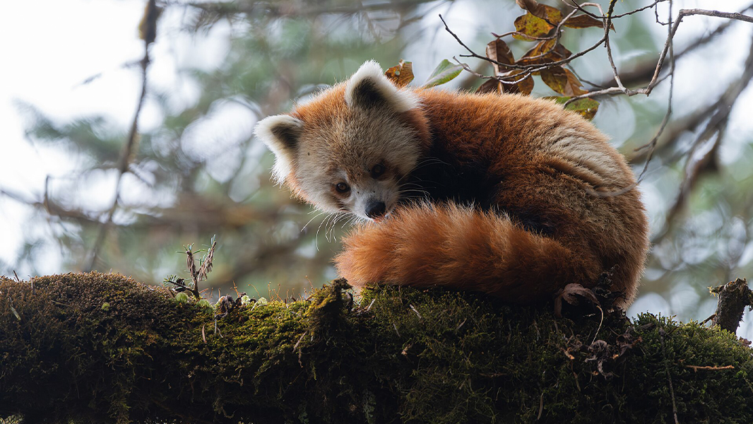 Red Panda Alert – New Exhibit Coming To The Maryland Zoo This Weekend