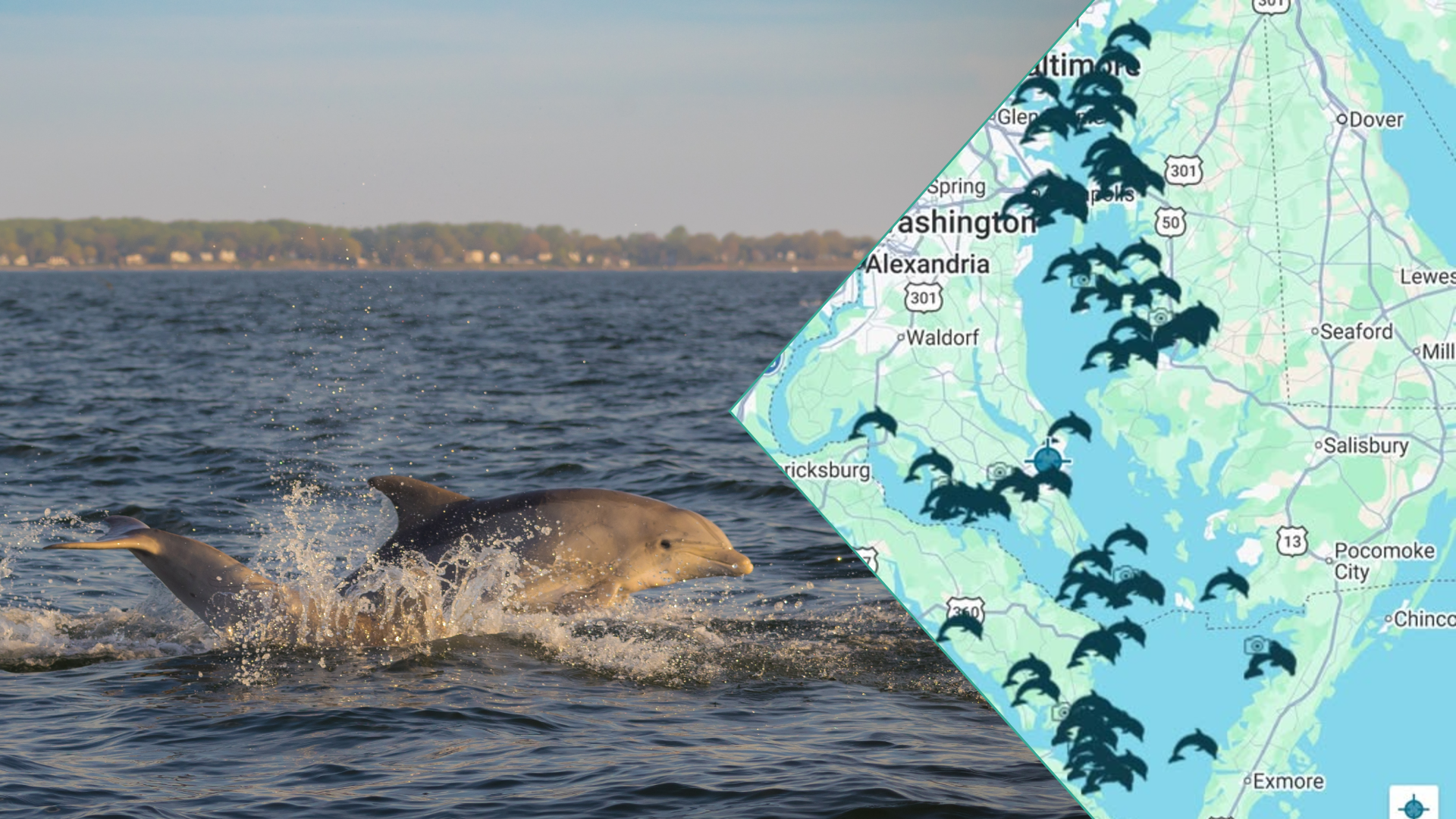 Attention Watermen! Chesapeake’s Most Popular Summer Tourists Have Returned; Report Sightings For The Dolphin Watch Map