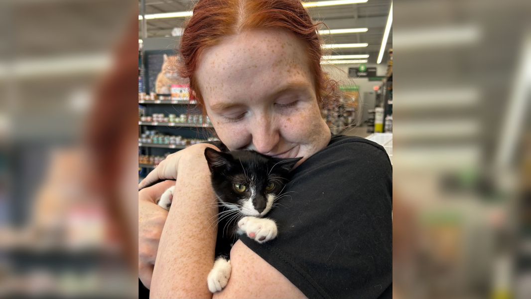 Cat Burglar Caught: Man Steals Kitten Before Bank Robbery Attempt