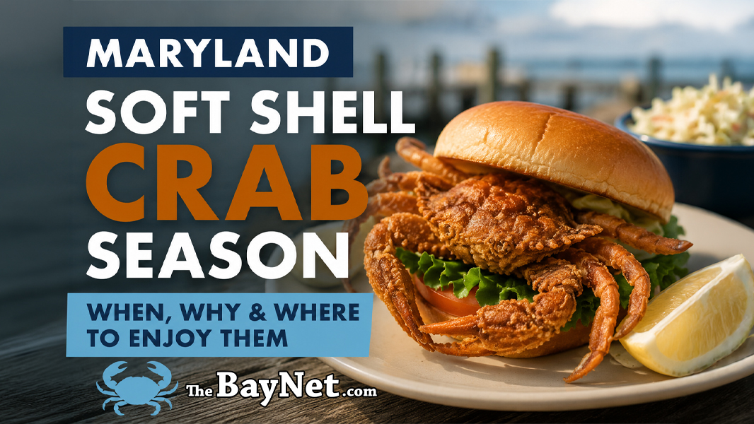 When Is Maryland Soft Shell Crab Season? Everything You Need To Know