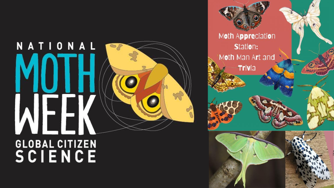 National Moth Week 2026: Celebrate With Crafts And Trivia At A Charles County Library