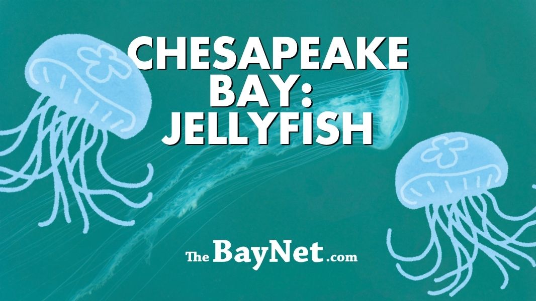 Jellyfish In The Chesapeake Bay: What Maryland Swimmers Need To Know