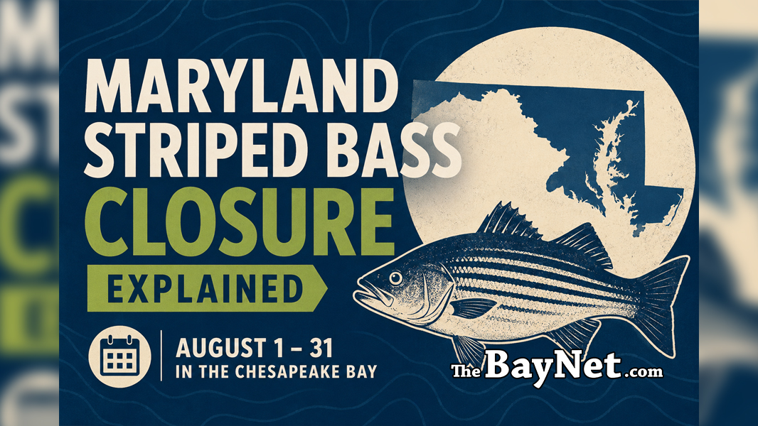 Maryland Striped Bass Closure: What Every Angler Needs To Know Before Fishing In August