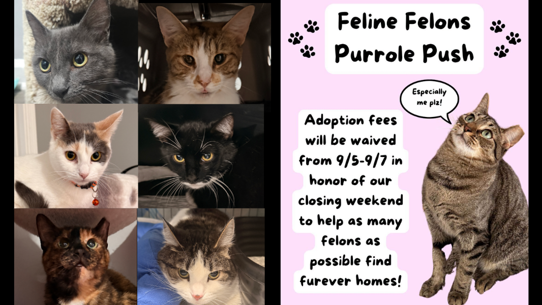 Final Countdown: Feline Felons Seeks Homes For Remaining Cats Before Closure